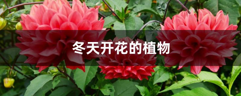 多肉耐寒品種_冬天耐寒的多肉_多肉耐寒