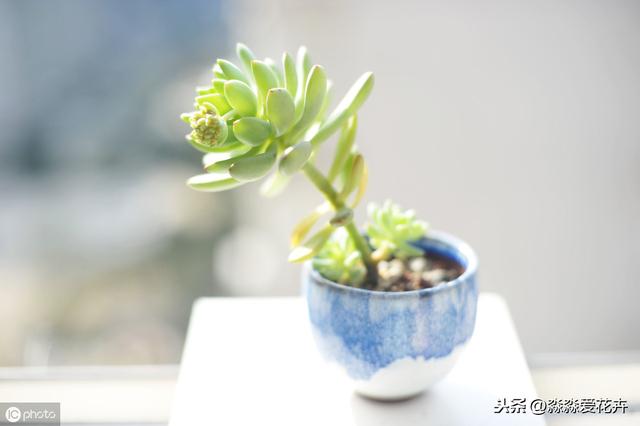 八爪多肉的樣子_八爪魷魚多肉_八爪魚多肉