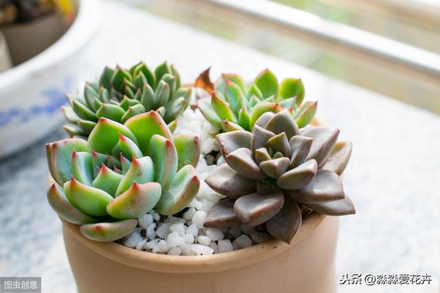 八爪魚多肉_八爪多肉的樣子_八爪魷魚多肉