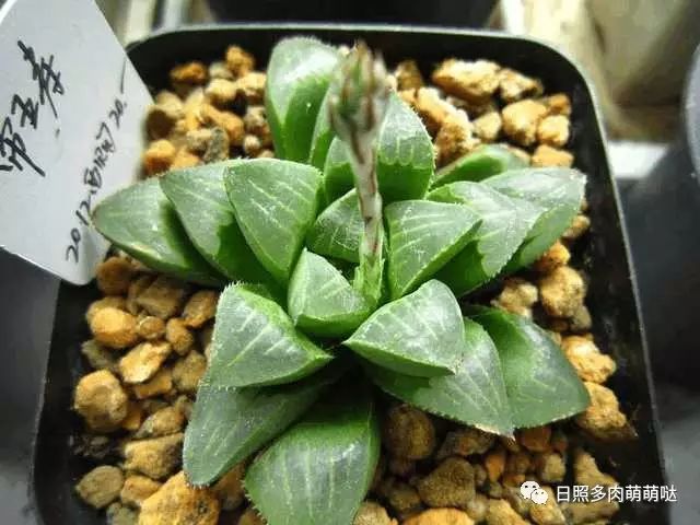 多肉適合室內養殖_適合室內養的多肉_室內養多肉適合什么花