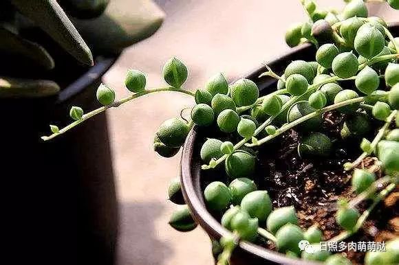 多肉適合室內養殖_室內養多肉適合什么花_適合室內養的多肉