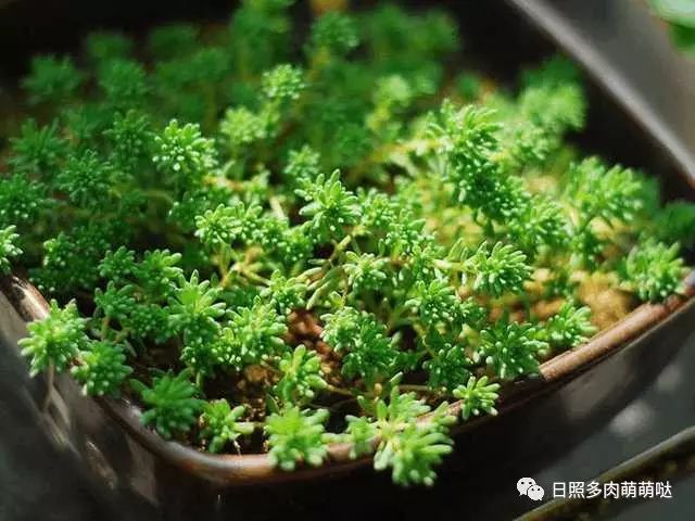 多肉適合室內養殖_室內養多肉適合什么花_適合室內養的多肉