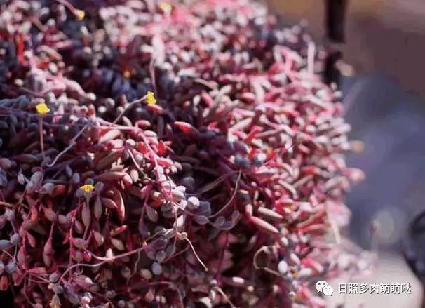 多肉適合室內養殖_室內養多肉適合什么花_適合室內養的多肉