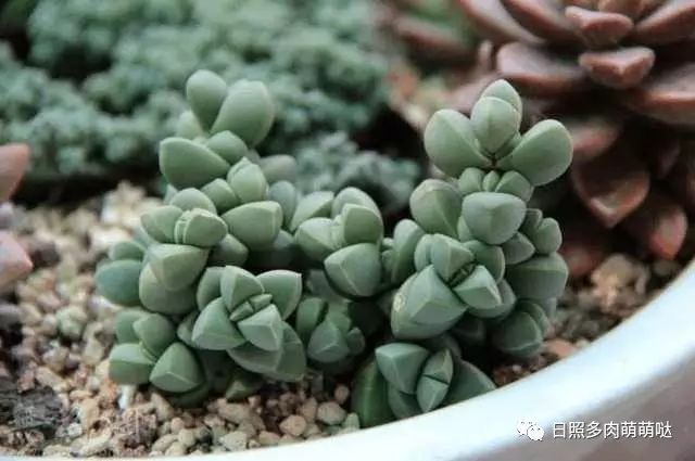 室內養多肉適合什么花_多肉適合室內養殖_適合室內養的多肉