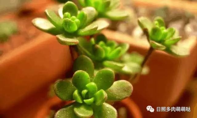 多肉適合室內養殖_適合室內養的多肉_室內養多肉適合什么花