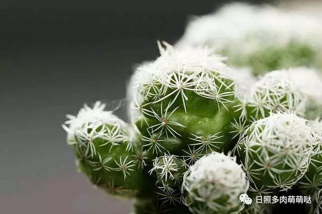 多肉適合室內養殖_室內養多肉適合什么花_適合室內養的多肉