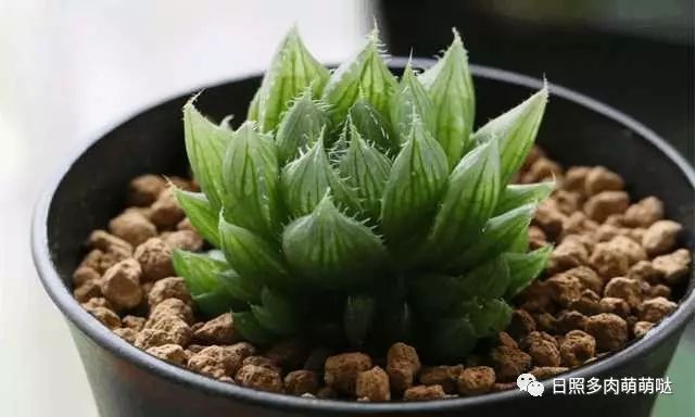 多肉適合室內養殖_室內養多肉適合什么花_適合室內養的多肉