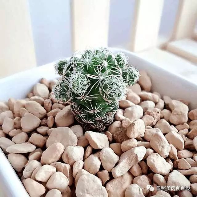 室內養多肉適合什么花_多肉適合室內養殖_適合室內養的多肉