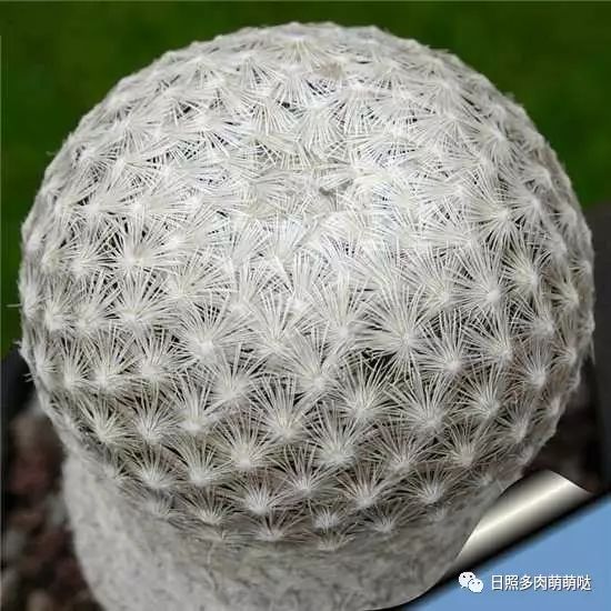 室內養多肉適合什么花_適合室內養的多肉_多肉適合室內養殖