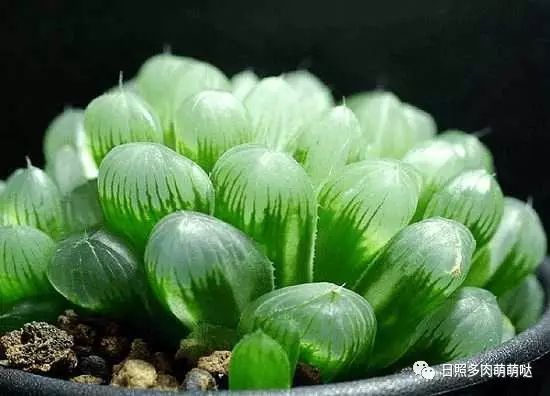 適合室內養的多肉_多肉適合室內養殖_室內養多肉適合什么花