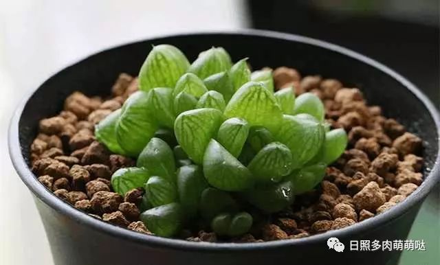 室內養多肉適合什么花_多肉適合室內養殖_適合室內養的多肉