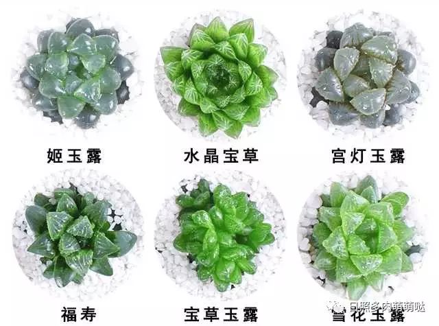 室內養多肉適合什么花_多肉適合室內養殖_適合室內養的多肉