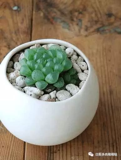 室內養多肉適合什么花_多肉適合室內養殖_適合室內養的多肉