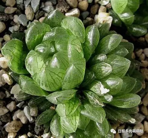 適合室內養的多肉_室內養多肉適合什么花_多肉適合室內養殖