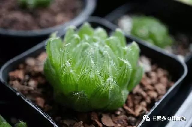 室內養多肉適合什么花_適合室內養的多肉_多肉適合室內養殖