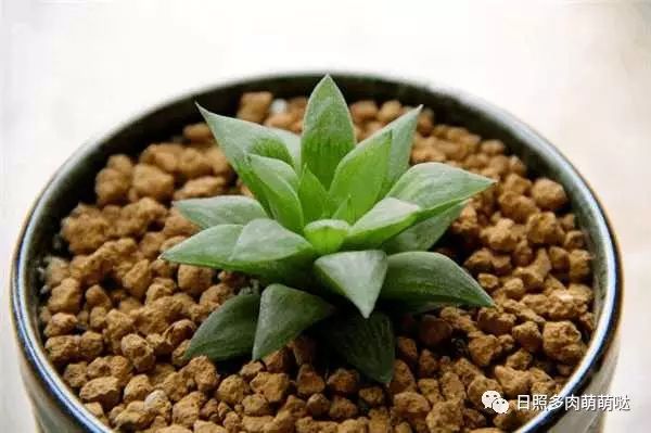 室內養多肉適合什么花_多肉適合室內養殖_適合室內養的多肉