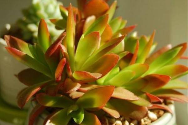 旺財多肉植物風(fēng)水_旺財?shù)亩嗳鈅適合家里養(yǎng)的旺財多肉植物