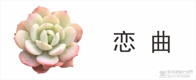 多肉俗稱_多肉植物又名_多肉植物又叫什么