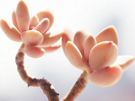 養多肉花有什么好處_養多肉花的好處_好處養多肉花有哪些