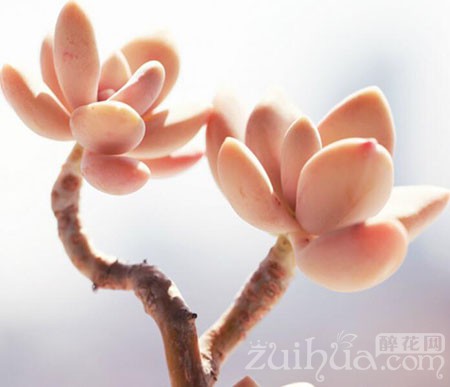 養多肉花的好處_養多肉花有什么好處_好處養多肉花有哪些