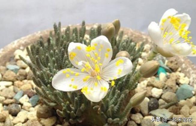 多肉開花授粉_開粉花的多肉_多肉開花有花粉嗎