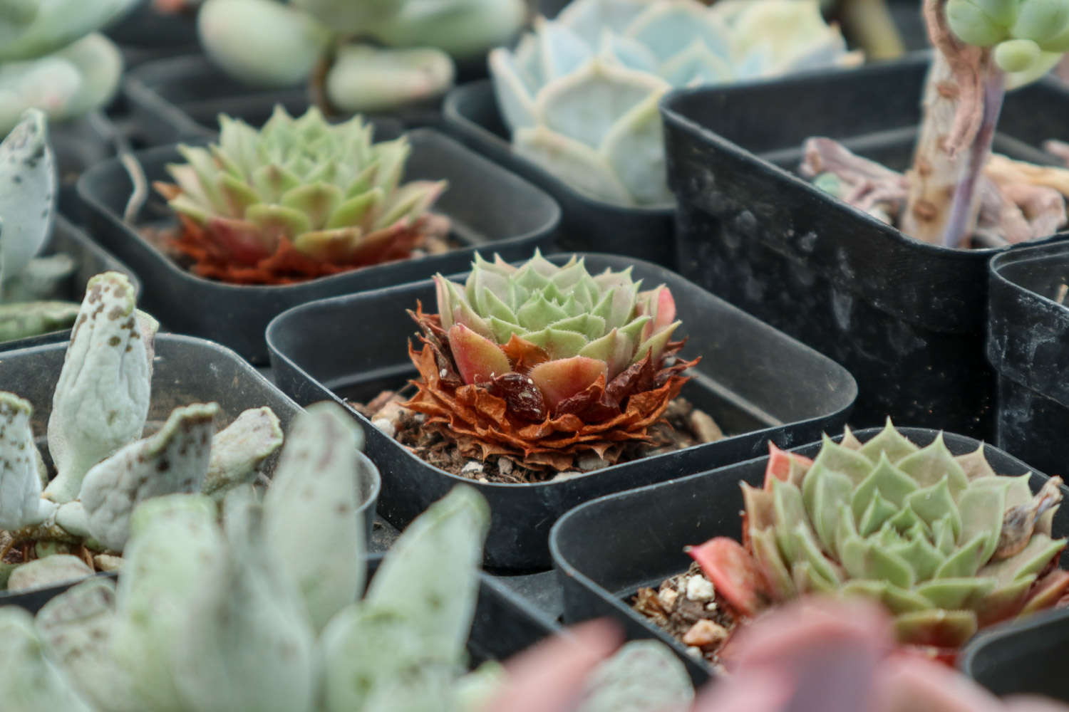 多肉植物用什么植料_植物多肉用有機(jī)肥料_多肉植物有什么用?