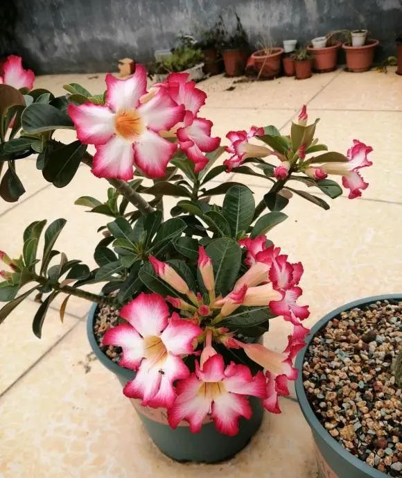 多肉玫瑰系列哪些值得養_多肉玫瑰花_玫瑰花多肉植物