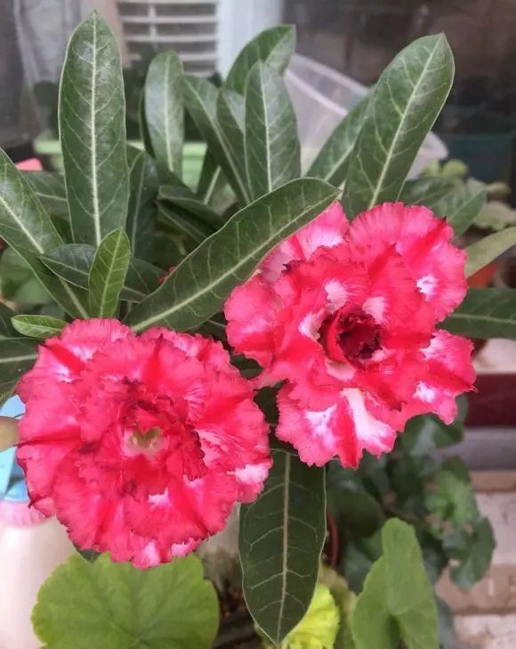 多肉玫瑰系列哪些值得養_玫瑰花多肉植物_多肉玫瑰花