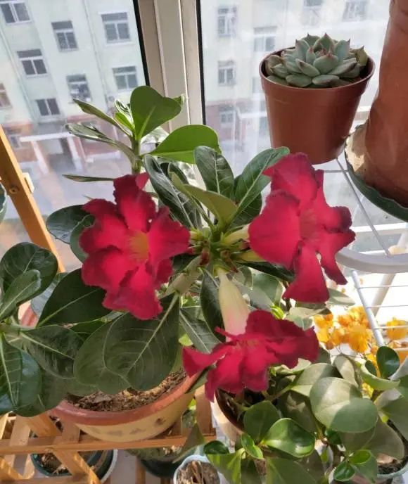 多肉玫瑰系列哪些值得養_多肉玫瑰花_玫瑰花多肉植物