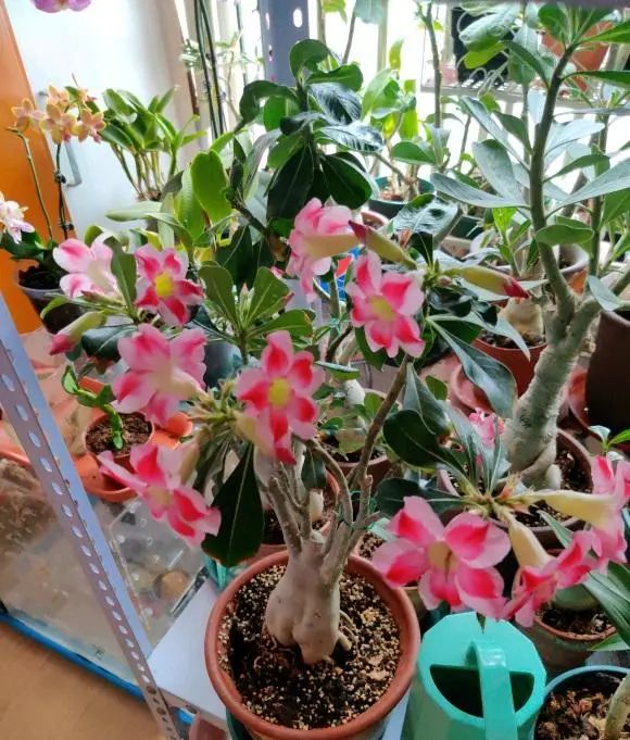 多肉玫瑰花_多肉玫瑰系列哪些值得養_玫瑰花多肉植物