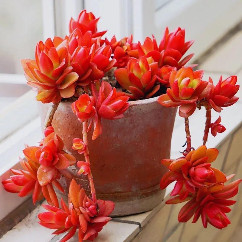 多肉植物大的_植物多肉大概多長時間澆一次水_多肉大植物圖片及名稱