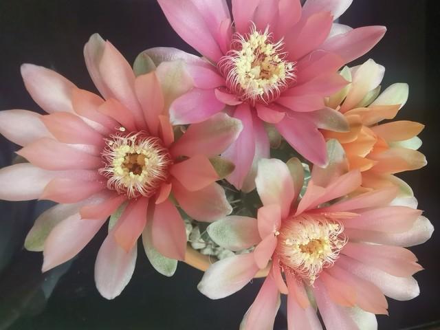 多肉植物大的_植物多肉大概多長時間澆一次水_多肉大植物圖片及名稱