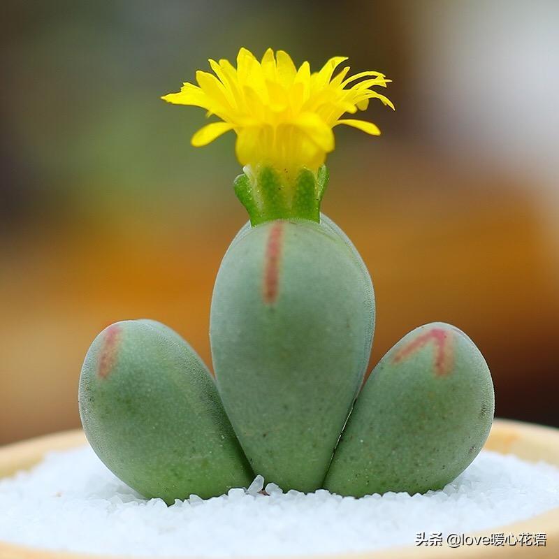 像花的多肉植物_形狀像花的多肉_像花一樣的多肉植物