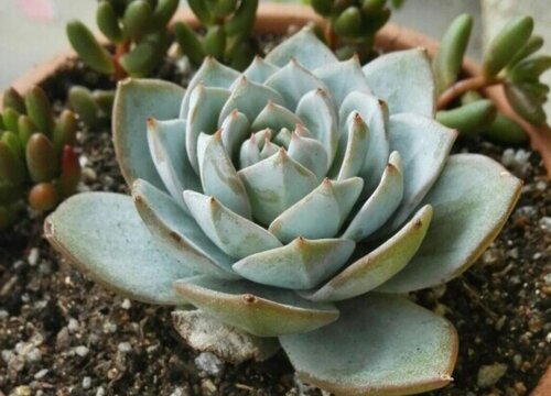 多肉植物叫什么花_多肉花的別名叫什么_多肉花的學(xué)名是什么