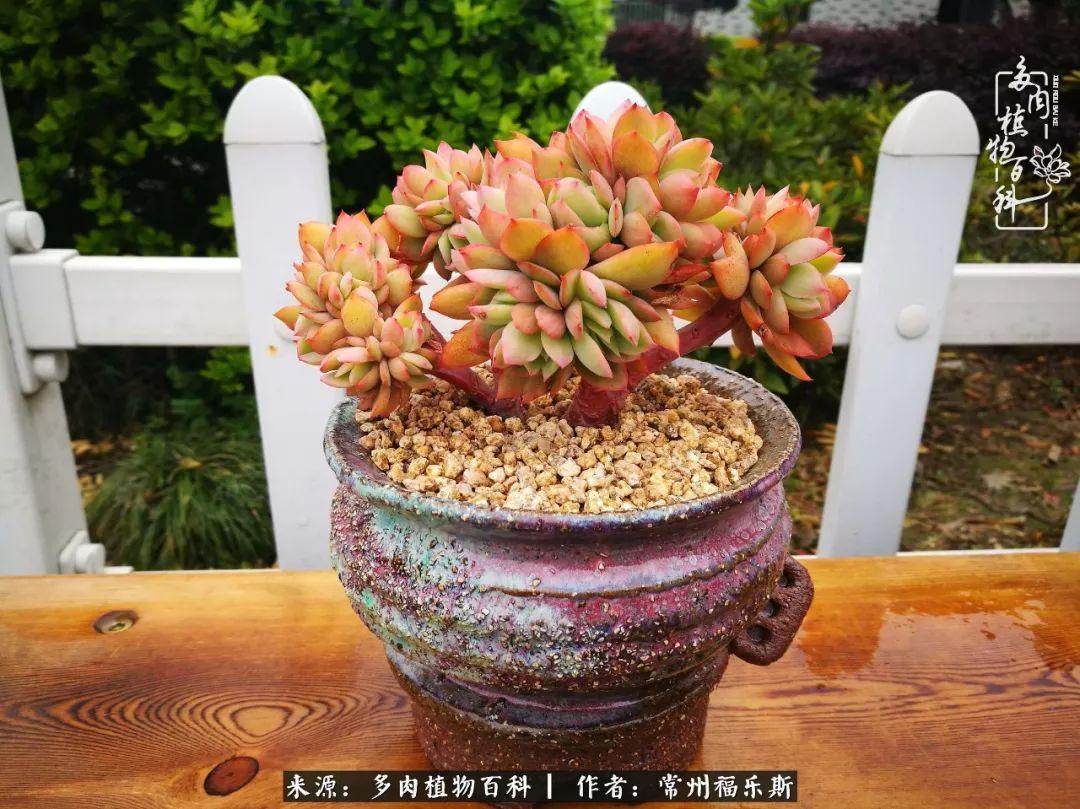 多肉植物是植物嗎_多肉是一種什么植物?_植物種多肉是什么品種