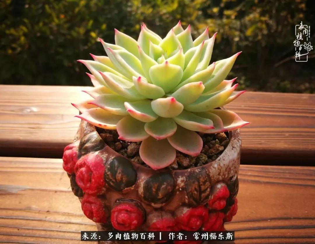 多肉是一種什么植物?_多肉植物是植物嗎_植物種多肉是什么品種