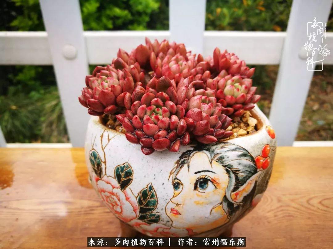 多肉是一種什么植物?_植物種多肉是什么品種_多肉植物是植物嗎