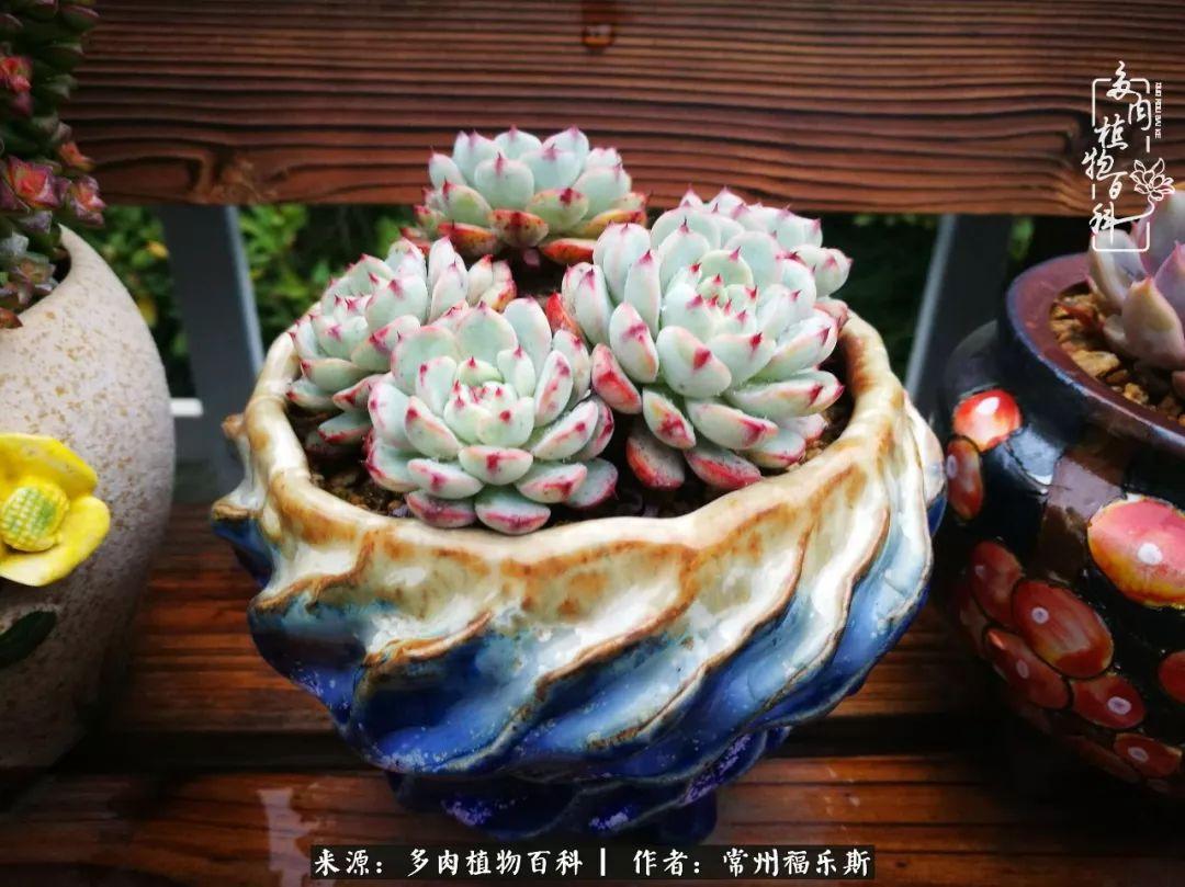 植物種多肉是什么品種_多肉植物是植物嗎_多肉是一種什么植物?