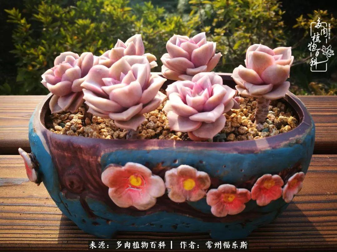 植物種多肉是什么品種_多肉是一種什么植物?_多肉植物是植物嗎