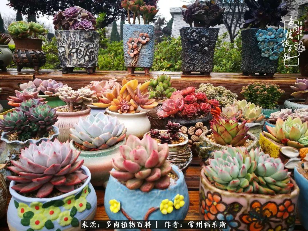 植物種多肉是什么品種_多肉植物是植物嗎_多肉是一種什么植物?