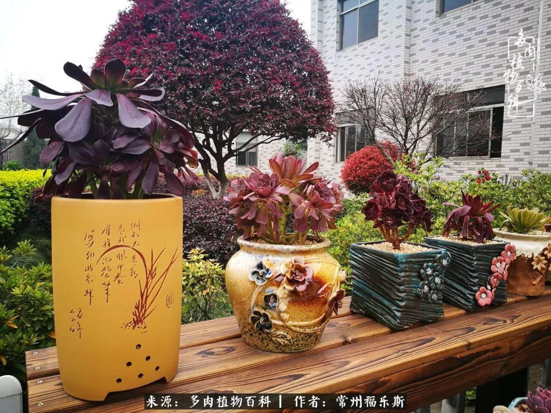 多肉植物是植物嗎_多肉是一種什么植物?_植物種多肉是什么品種