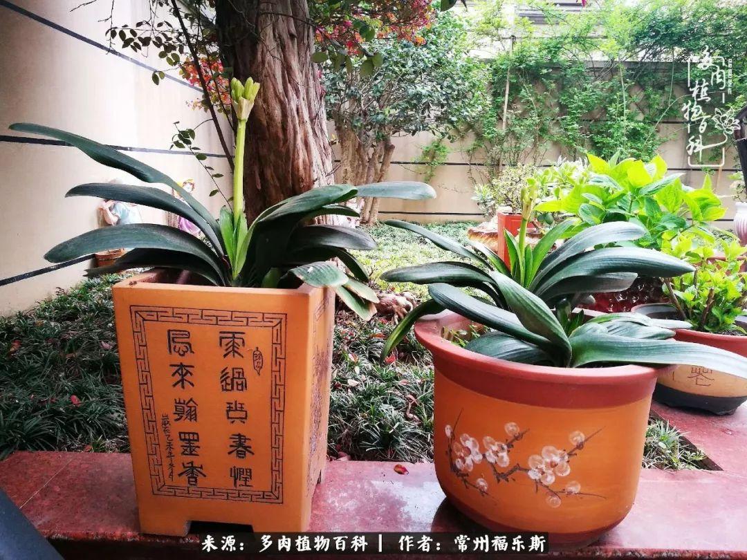多肉是一種什么植物?_多肉植物是植物嗎_植物種多肉是什么品種