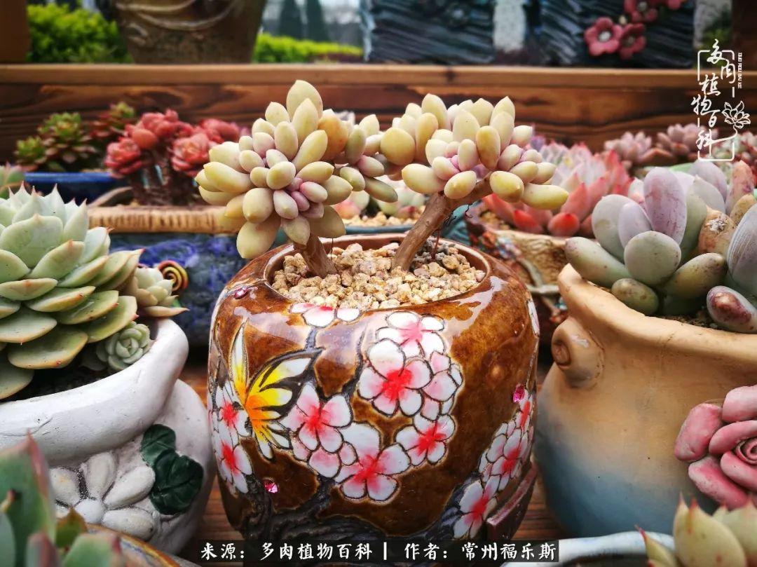多肉植物是植物嗎_多肉是一種什么植物?_植物種多肉是什么品種