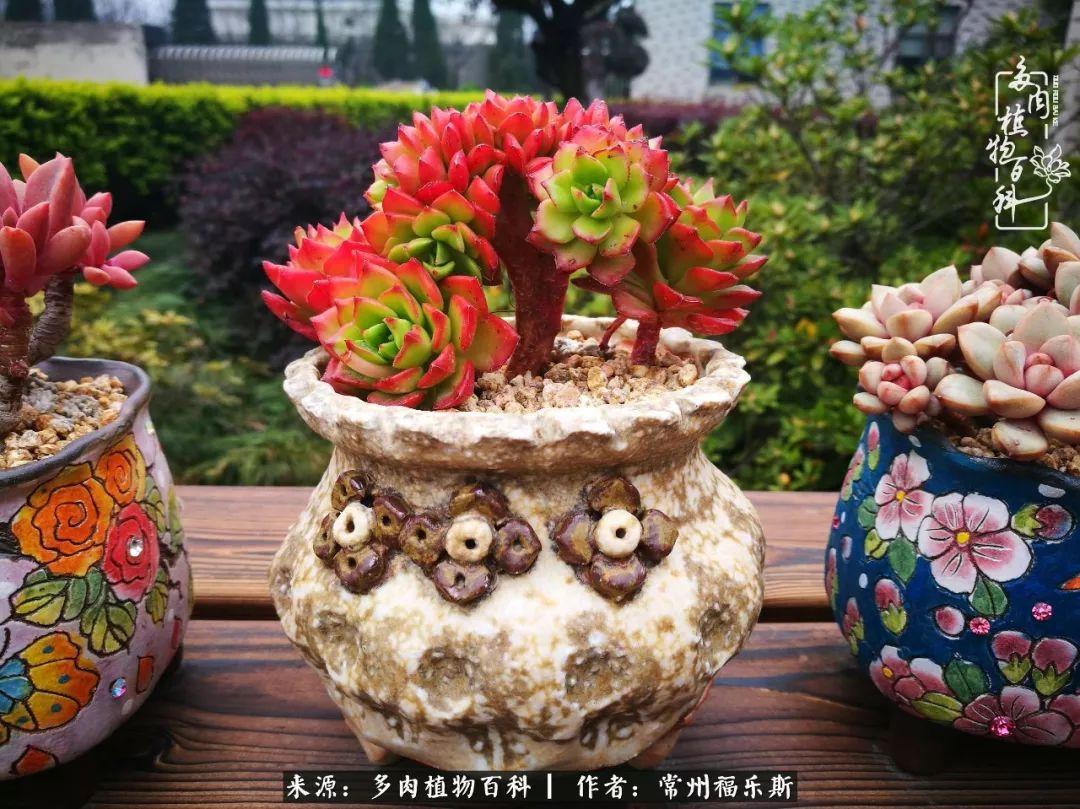 多肉是一種什么植物?_多肉植物是植物嗎_植物種多肉是什么品種