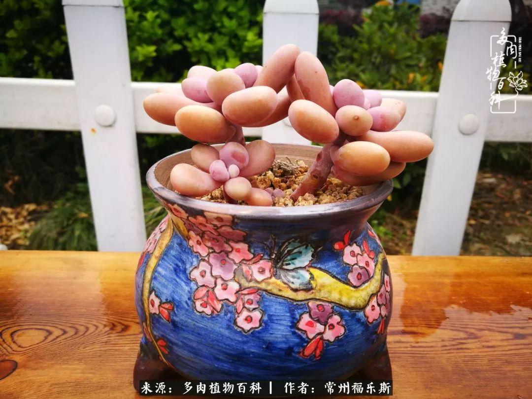 多肉是一種什么植物?_植物種多肉是什么品種_多肉植物是植物嗎