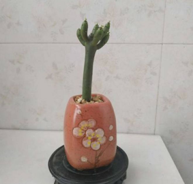 光棍樹多肉_光棍樹多肉怎么扦插_光棍樹多肉植物