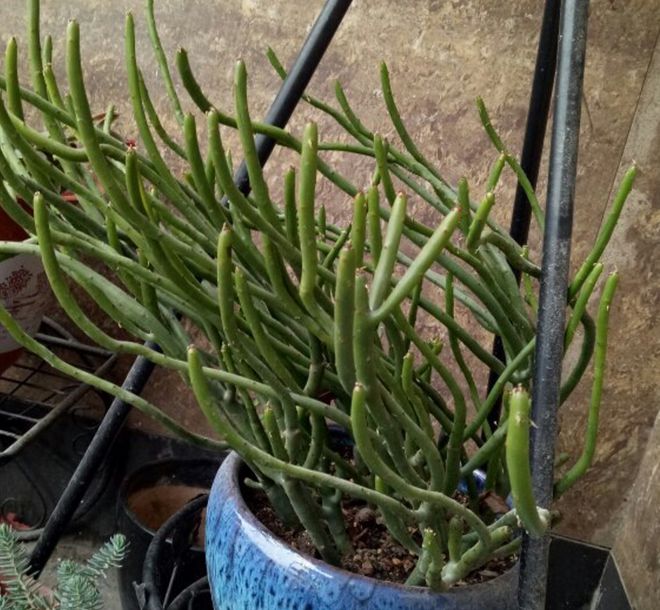 光棍樹多肉_光棍樹多肉怎么扦插_光棍樹多肉植物