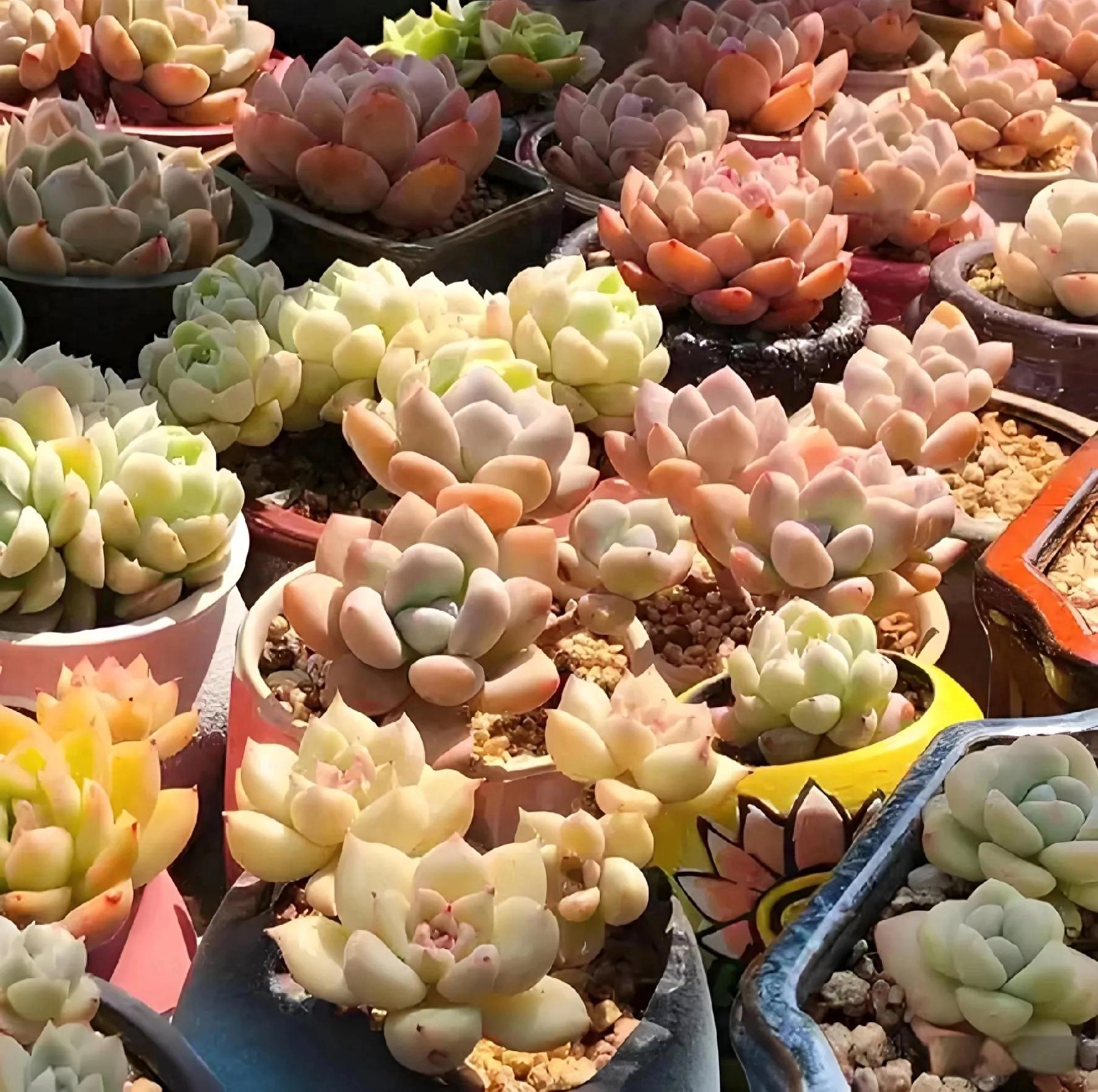養活植物多肉好養嗎_多肉植物好養活嗎?_植物多肉好養嗎