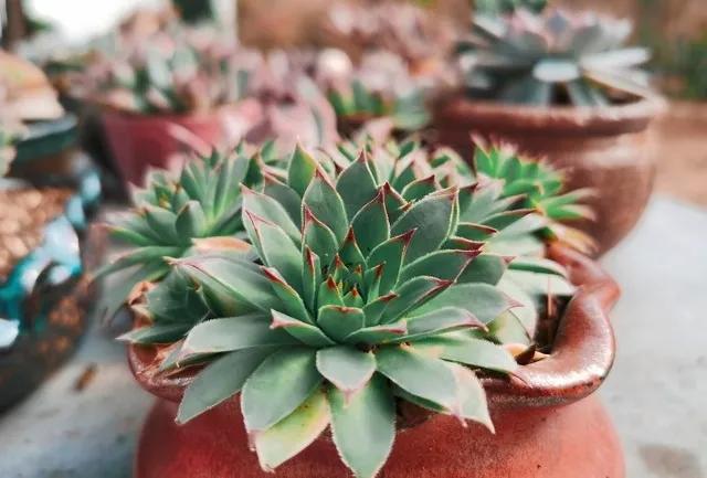 養活植物多肉好養嗎_植物多肉好養嗎_多肉植物好養活嗎?