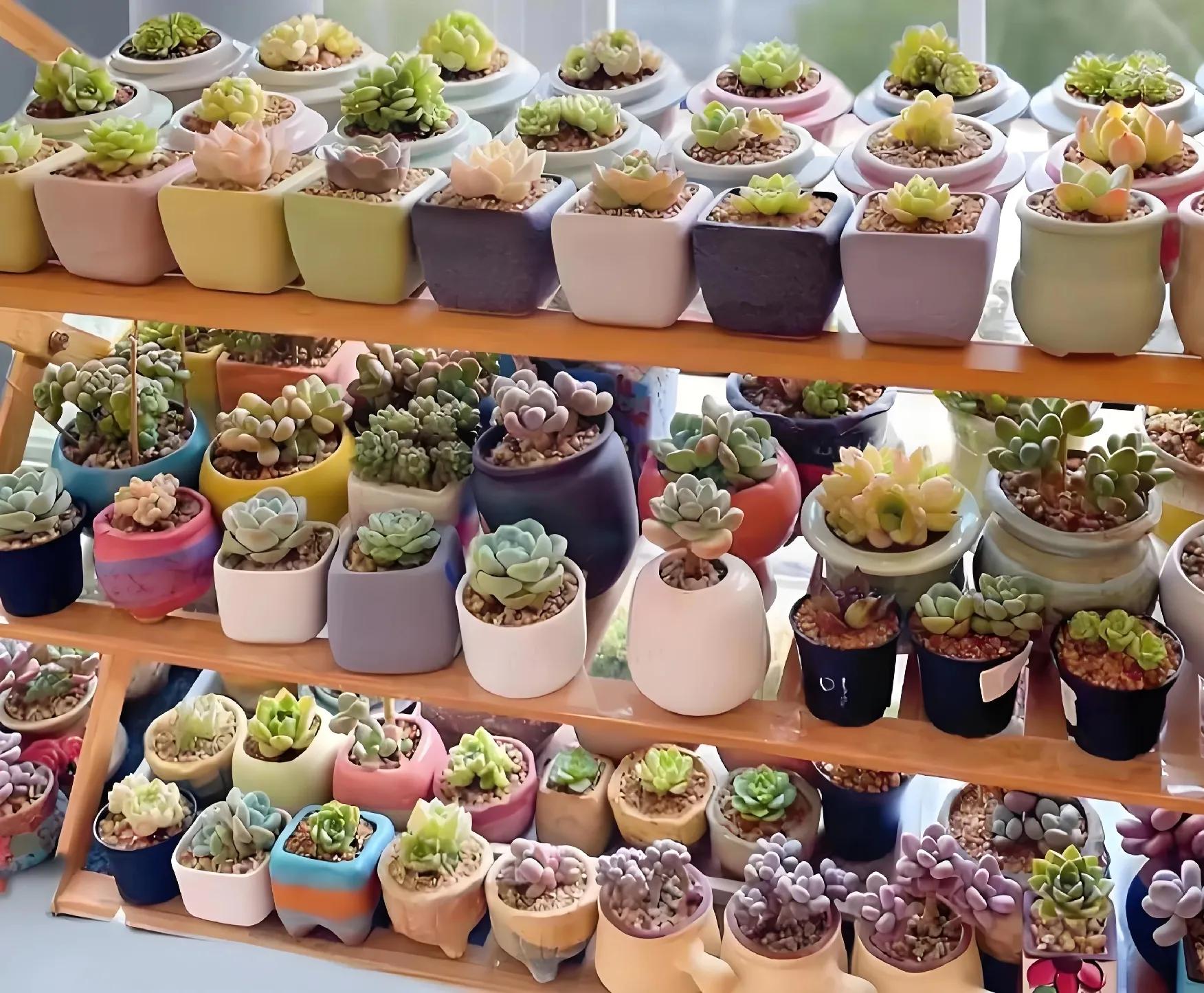 多肉植物好養活嗎?_養活植物多肉好養嗎_植物多肉好養嗎